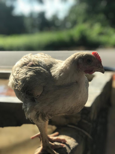 KEDAI WAN AYAM PROSES BACHOK