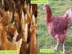 Kedai ayam penelur Kudat sabah